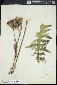 Cirsium muticum image