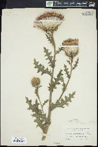 Cirsium pumilum image