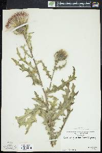 Cirsium pumilum image