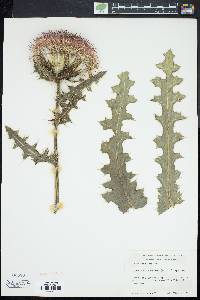 Cirsium pumilum image