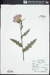 Cirsium pumilum image