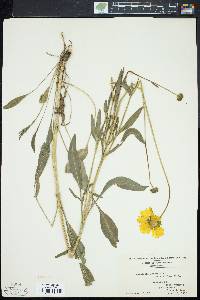 Coreopsis lanceolata image