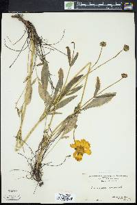 Coreopsis lanceolata image