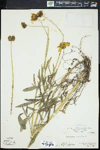 Coreopsis lanceolata image