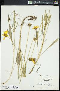 Coreopsis lanceolata image