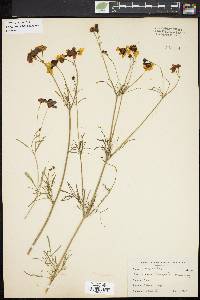 Coreopsis tinctoria image