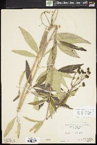 Coreopsis tripteris image