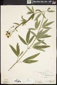 Coreopsis tripteris image