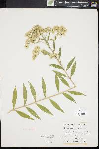 Eupatorium altissimum image