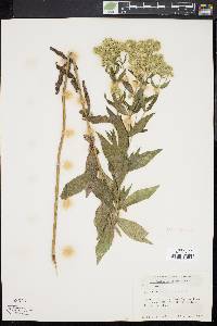 Eupatorium altissimum image