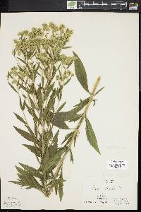 Eupatorium altissimum image