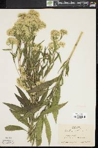 Eupatorium altissimum image