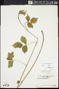 Rubus aboriginum image