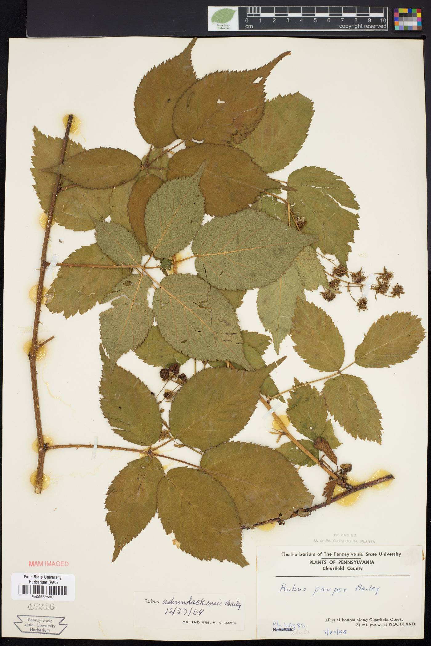 Rubus adirondackensis image