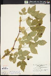 Rubus baileyanus image