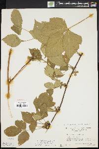 Rubus baileyanus image