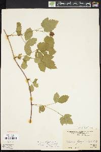 Rubus baileyanus image