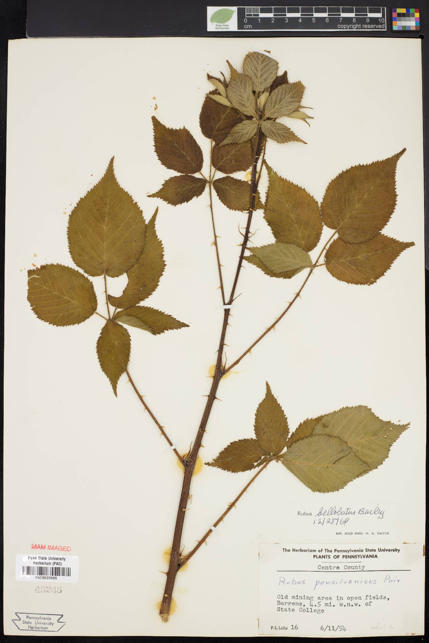 Rubus bellobatus image