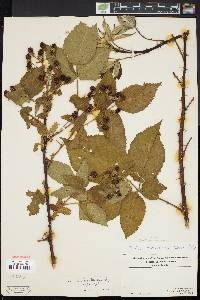 Rubus bellobatus image
