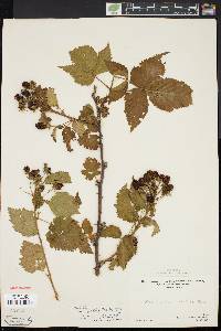 Rubus bellobatus image