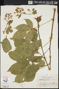 Rubus canadensis image