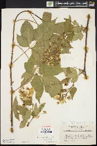 Rubus canadensis image