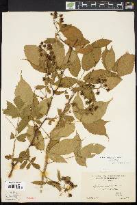 Rubus canadensis image