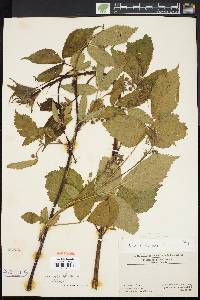 Rubus canadensis image