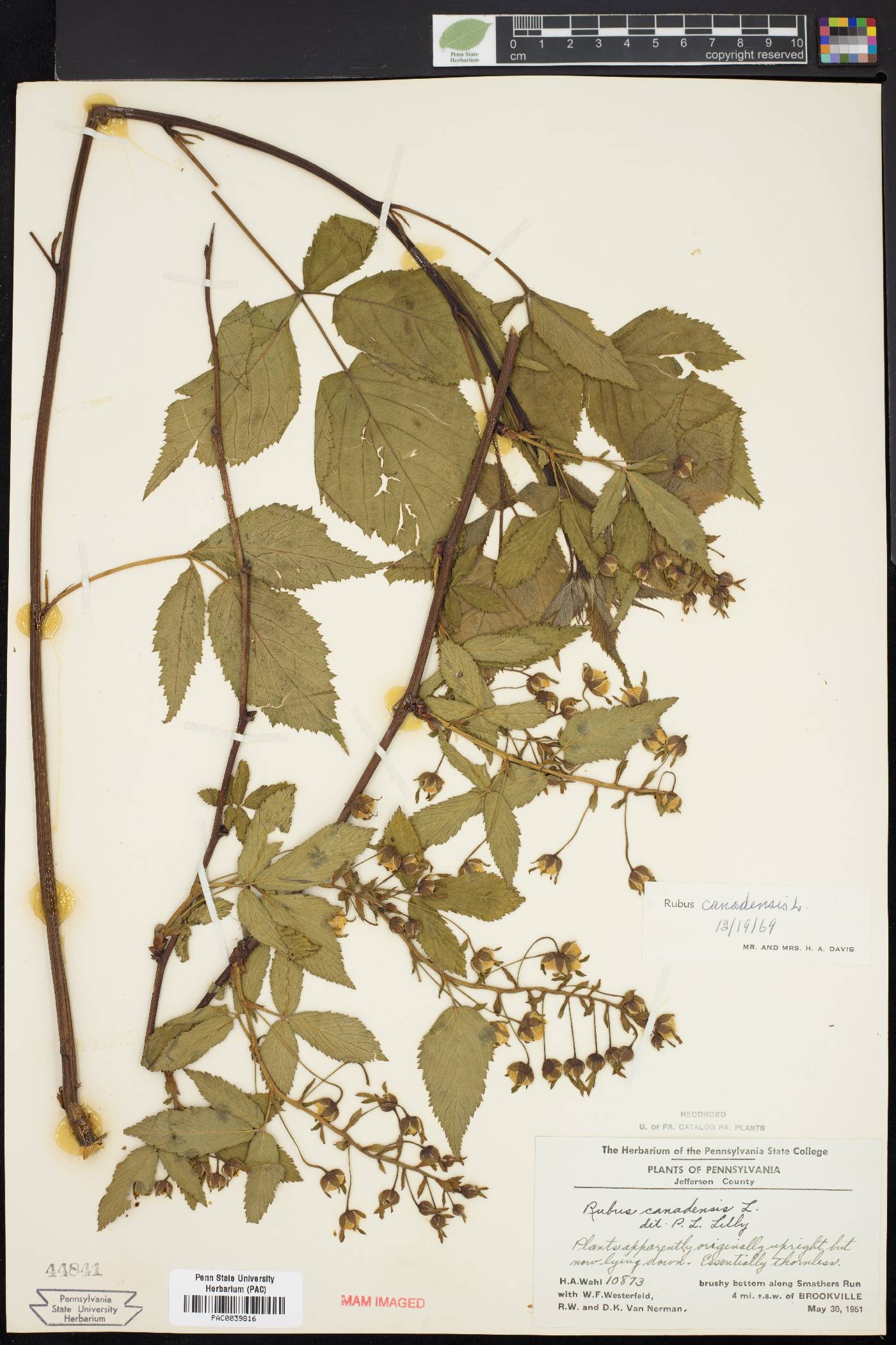 Rubus canadensis image