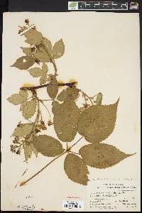 Rubus canadensis image