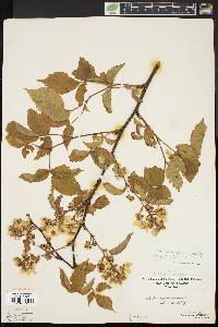 Rubus canadensis image