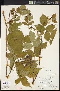 Rubus canadensis image