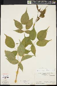 Rubus canadensis image