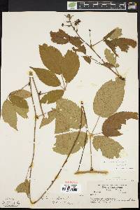 Rubus canadensis image