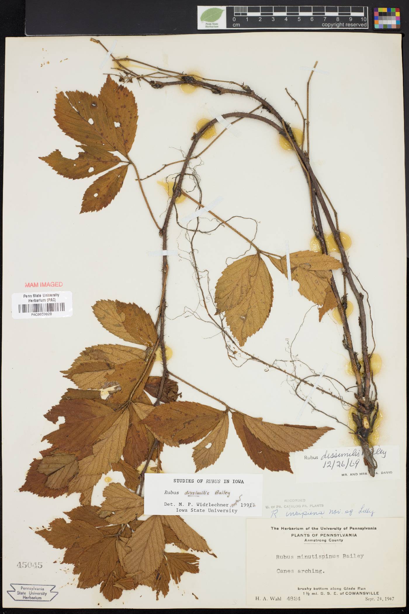 Rubus dissimilis image