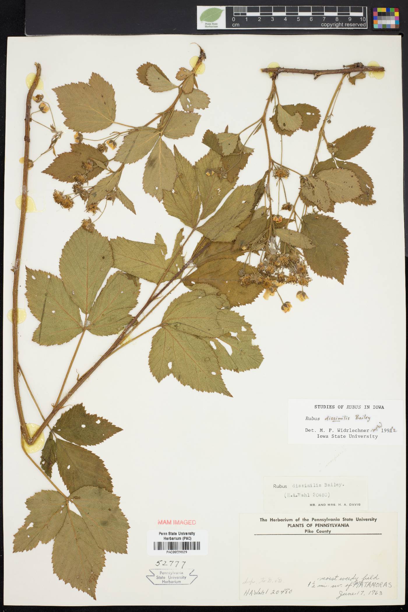 Rubus dissimilis image