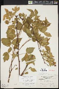 Rubus curtipes image