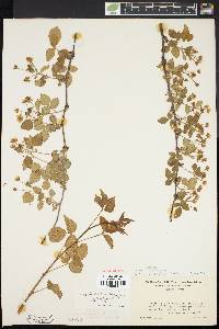 Rubus depavitus image