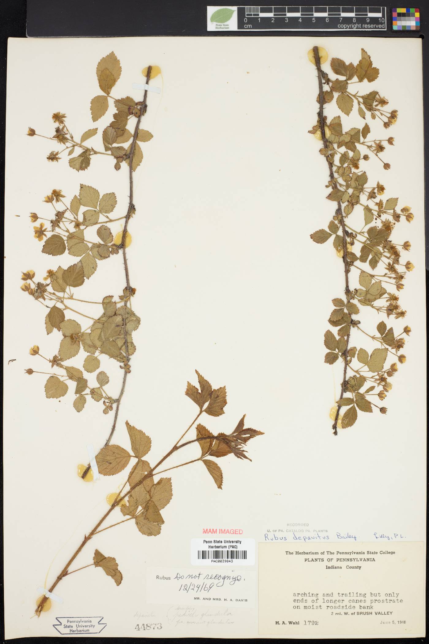 Rubus depavitus image