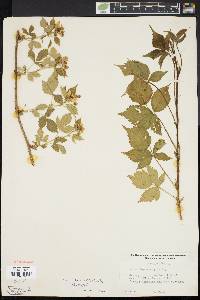 Image of Rubus exsularis