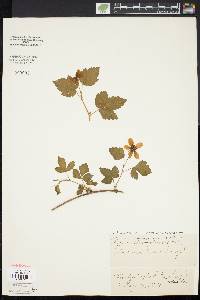 Rubus flagellaris image