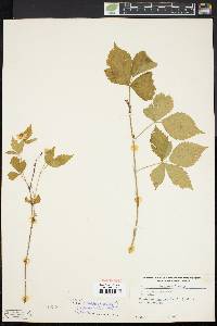 Rubus flagellaris image