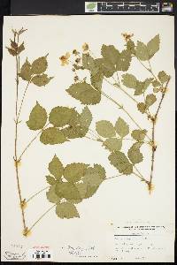 Rubus flagellaris image