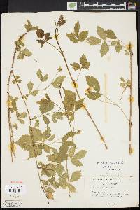 Rubus flagellaris image