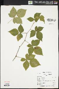 Rubus flagellaris image