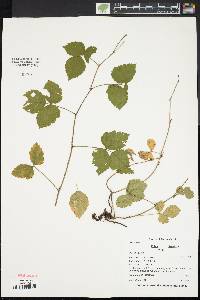 Rubus flagellaris image