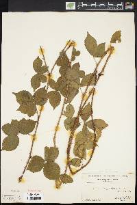 Rubus flagellaris image