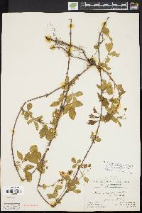 Rubus flagellaris image