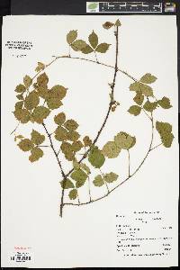 Rubus flagellaris image