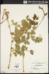 Rubus flagellaris image